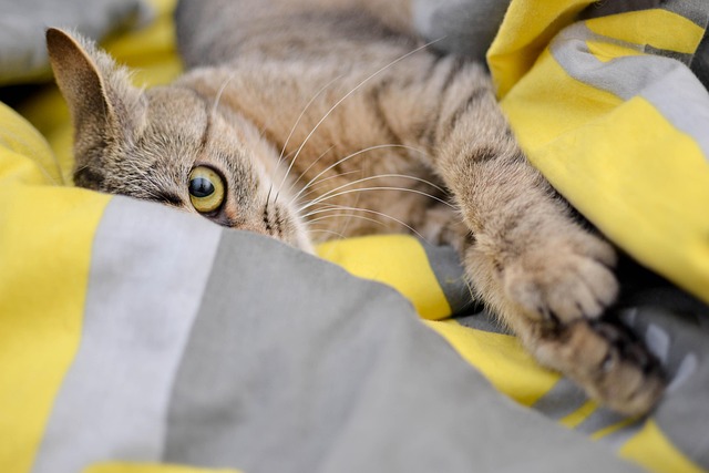 布団から覗く猫
