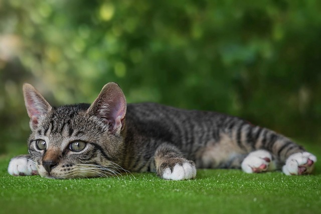草地で寛ぐ猫