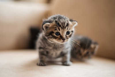 小さな子猫