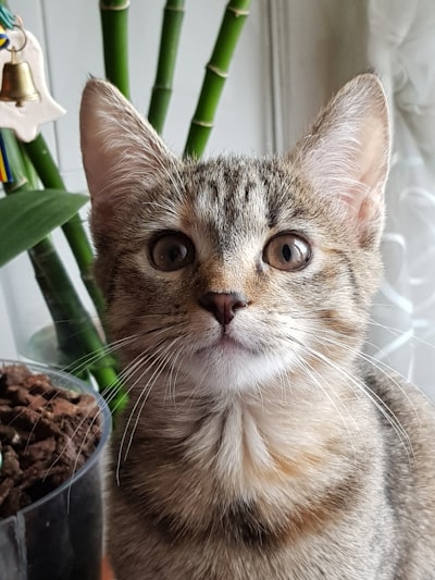 見上げる猫