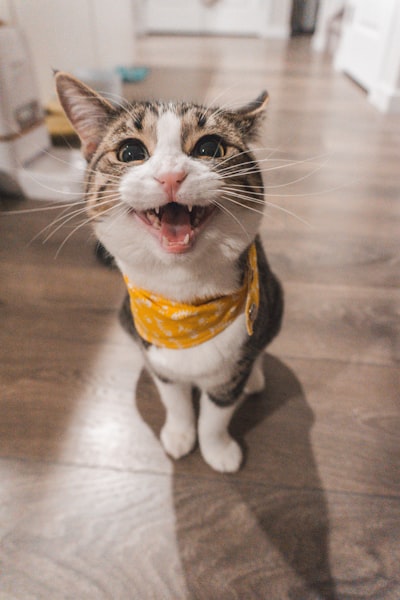 笑顔の猫