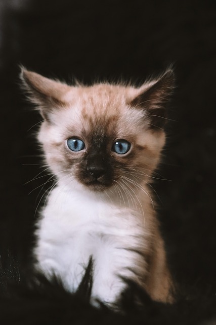 猫の写真 - featured