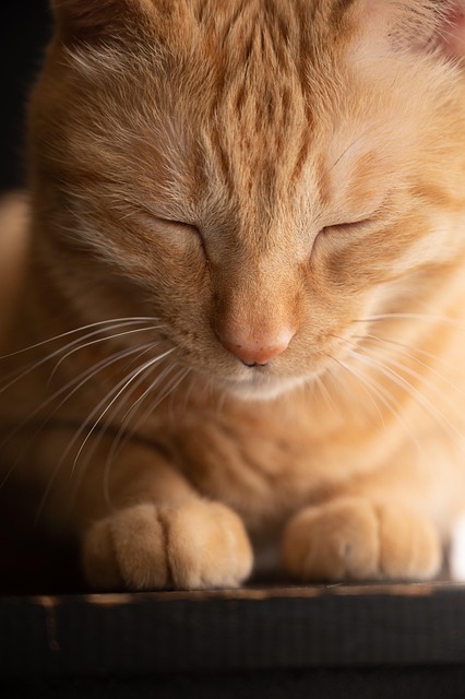 凛とした表情のオレンジ猫